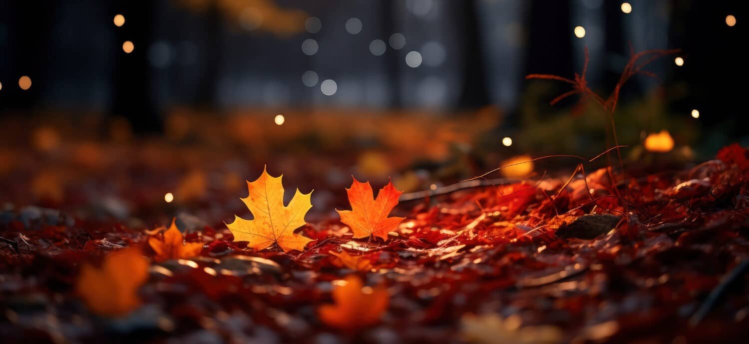 banner-image